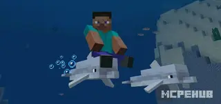 Dolphin Riding