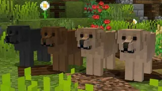 Better Dogs Textures