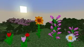 Breath of the Nature