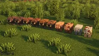 Porkier Pigs Textures