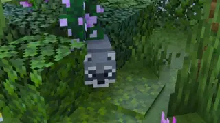 Raccoons