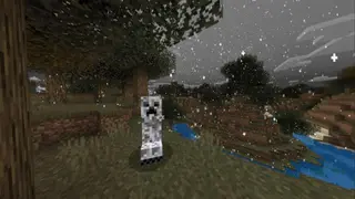 Winter Forests Textures