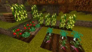 Floral Crops Textures