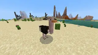 Pumped Desert 2