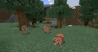 Wolves+