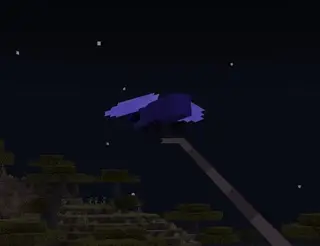 Lepidoptera