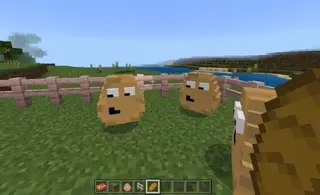 Pou