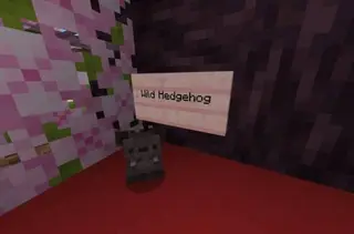 Kuma's Hedgehog