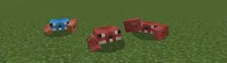 Cute Crabs