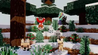 Beautiful Foxes