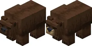 Honey And Bears