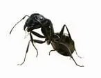 Ants 2