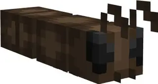 Ants Plus
