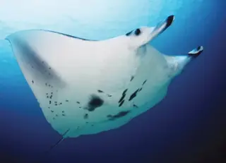 Reef Manta Ray Add-on for Minecraft