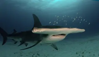 Great Hammerhead Shark Add-on for Minecraft