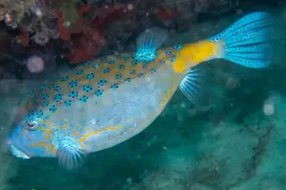 Boxfish Add-on for Minecraft