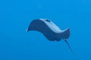 Some Stingrays Add-on for Minecraft