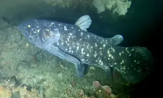 Coelacanth Add-on for Minecraft