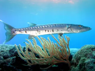 Barracuda Add-on for Minecraft