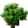 Cubic Leaves