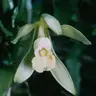planifolia