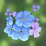 Forget-Me-Not Shaders