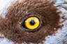 Eye Camera