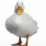 The Duck Update