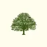 Oak Shaders