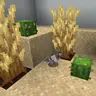 Doves and Cacti
