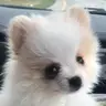 Temmie's Origins