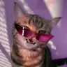 Cat Fps