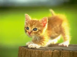 Catness