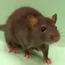 The Ratpack