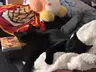 Sofa Cobblemon