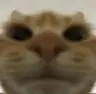 the meowers pak