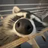Meowaura's Modpack