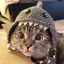 CatzyCraft