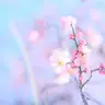 Spring TL