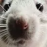 rodent