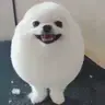 Egdog 8