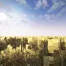 Panorama of a wheat field by Beluimem