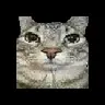 Totem Cat Meme