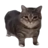 cat OIIAOIIA totem (Cot)