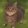 Oiia cat totem