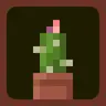 Blooming Cacti Pots
