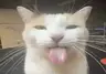 Silly Cat Textures