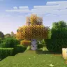 Yellow birch