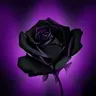 SR BlackRose 16x