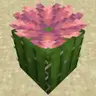 Better Cactus Flower
